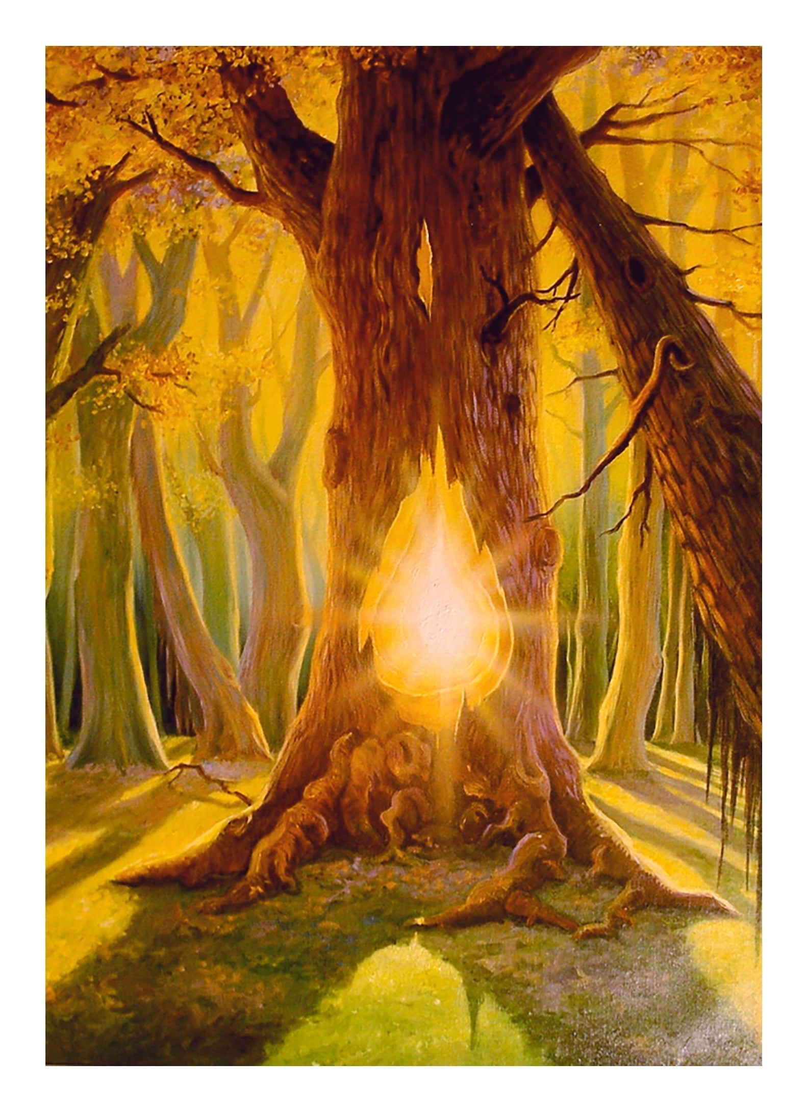 Das Licht des Baumes