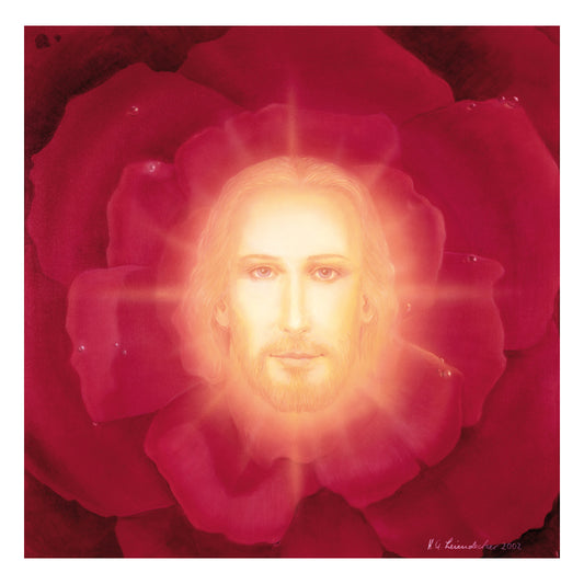 Lichtrose - Original