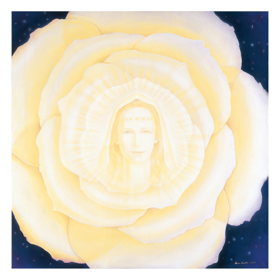 Weiße Rose - Original